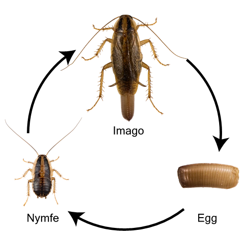 Blattodea