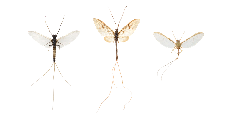 Ephemeroptera