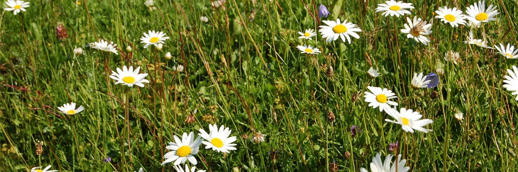 Bondens kulturmarksflora for Midt-Norge