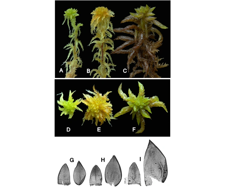 Sphagnum inundatum Russow