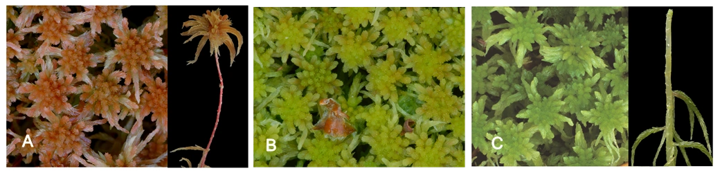 Sphagnum angustifolium (C.E.O.Jensen ex Russow) C.E.O.Jensen