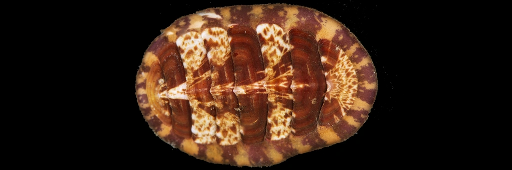 Tonicella marmorea (O. Fabricius, 1780)