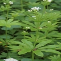 Galium odoratum (L.) Scop.