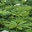 Galium odoratum (L.) Scop.
