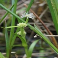 Sparganium natans L.