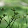 Carex echinata Murray