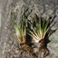 Isoetes lacustris L.