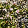 Kalmia procumbens (L.) Gift, Kron & P.F.Stevens ex Galasso, Banfi & F.Conti