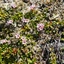 Kalmia procumbens (L.) Gift, Kron & P.F.Stevens ex Galasso, Banfi & F.Conti