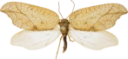 : Drepanepteryx phalaenoides.