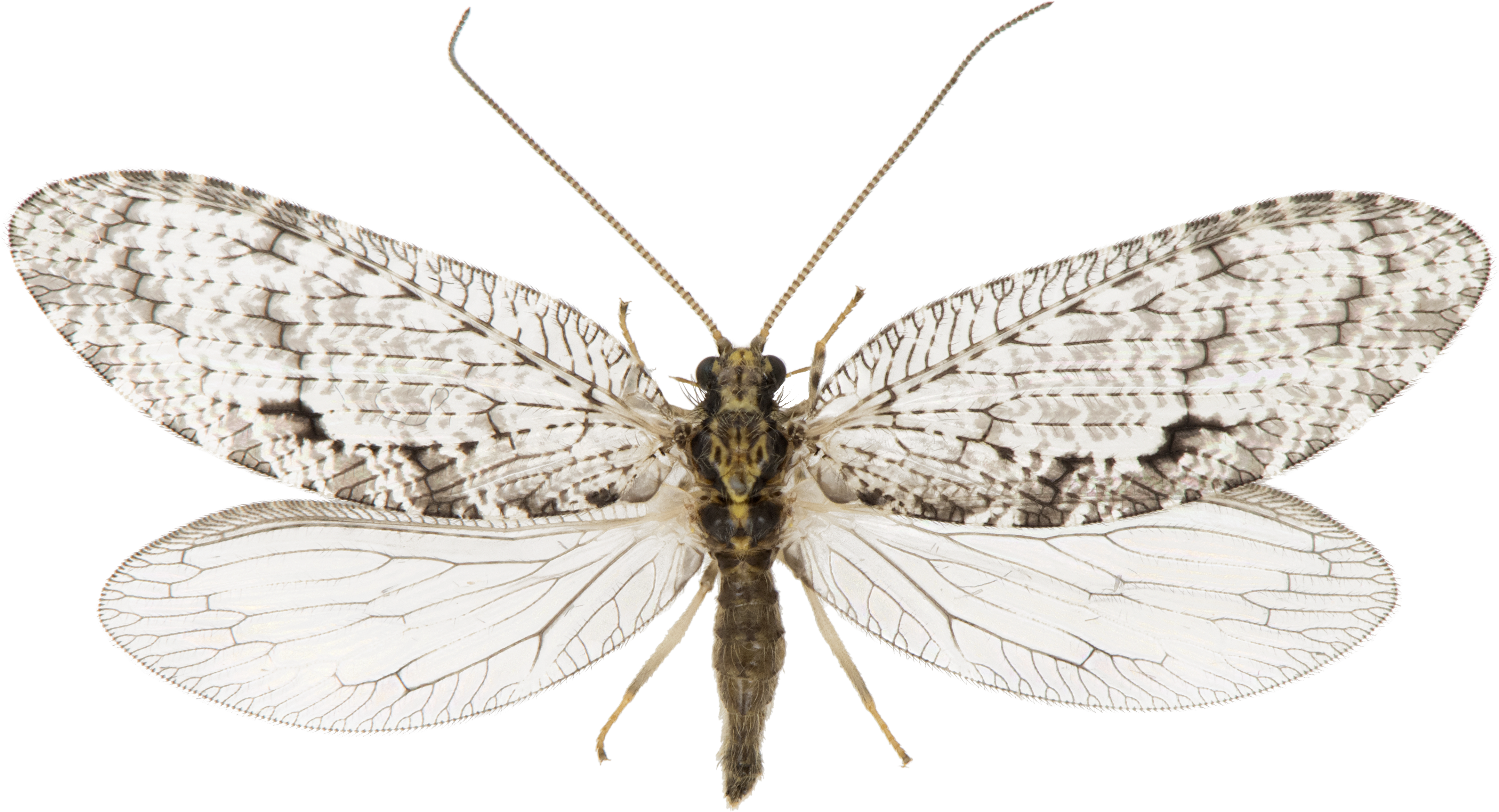 : Hemerobiidae.