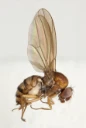 : Hirtodrosophila oldenbergi.