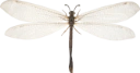 : Myrmeleon bore.