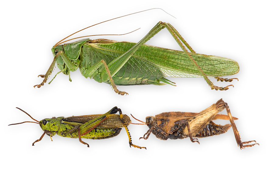 : Orthoptera.