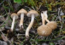 : Inocybe appendiculata.