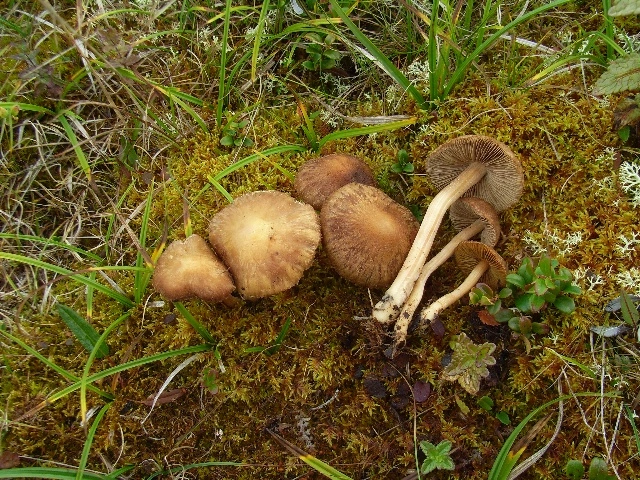 : Inocybe leptocystis.