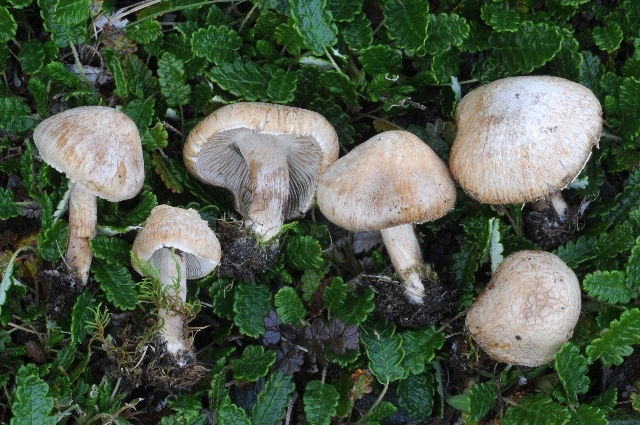 : Inocybe melanopus.