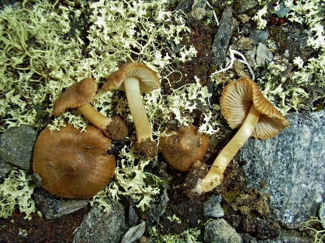 : Inocybe mixtilioides.