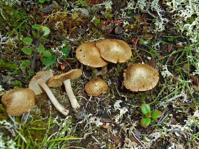 : Inocybe ochroalba.