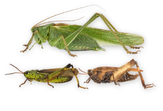 : Orthoptera.