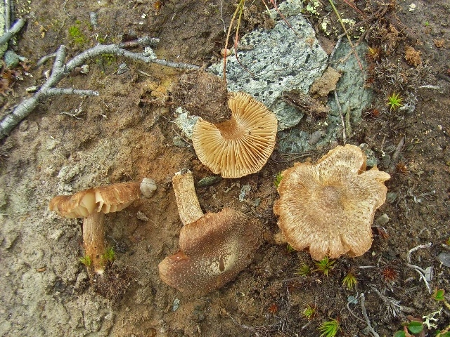 : Inocybe pseudoteraturgus.