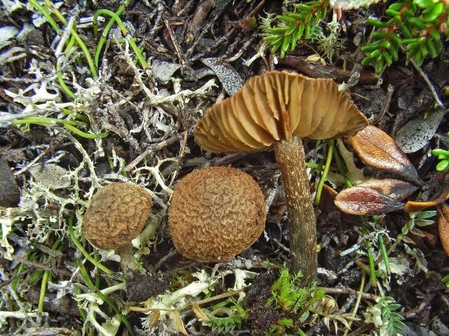 : Inosperma subhirsutum.