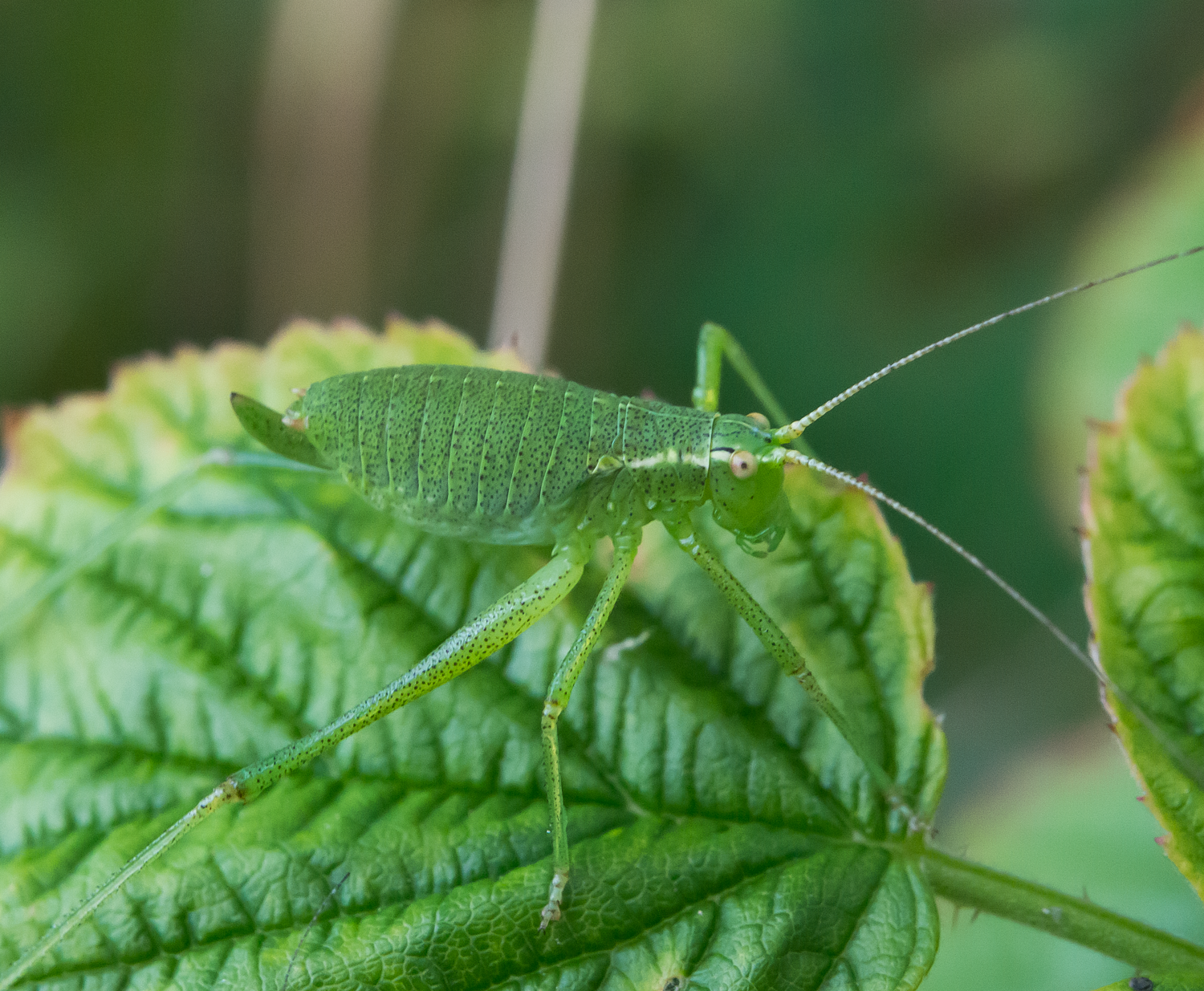 : Leptophyes punctatissima.