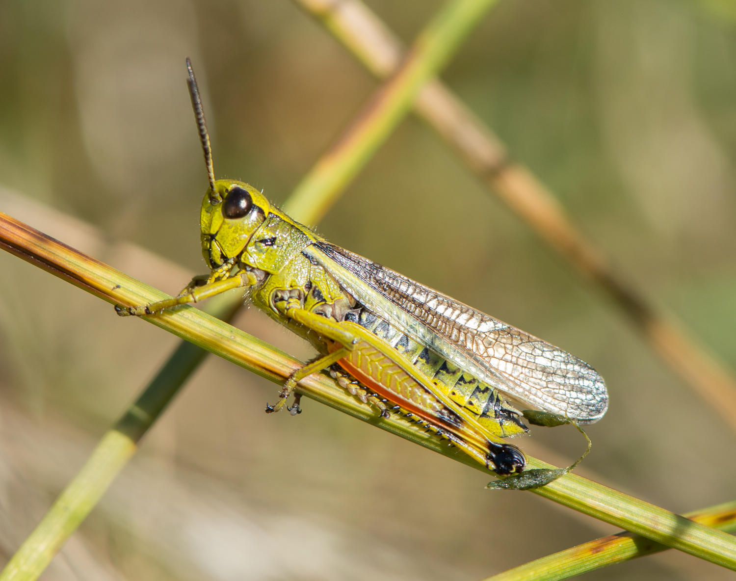 : Stethophyma grossum.