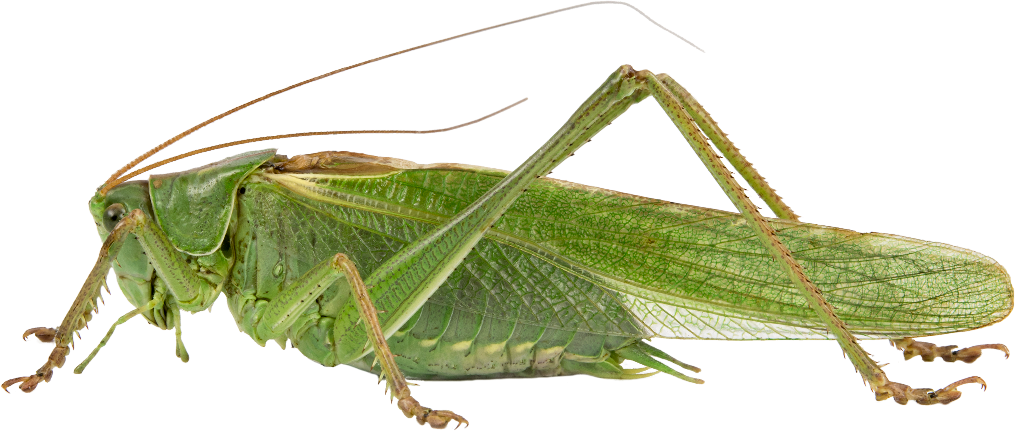 : Tettigonia viridissima.