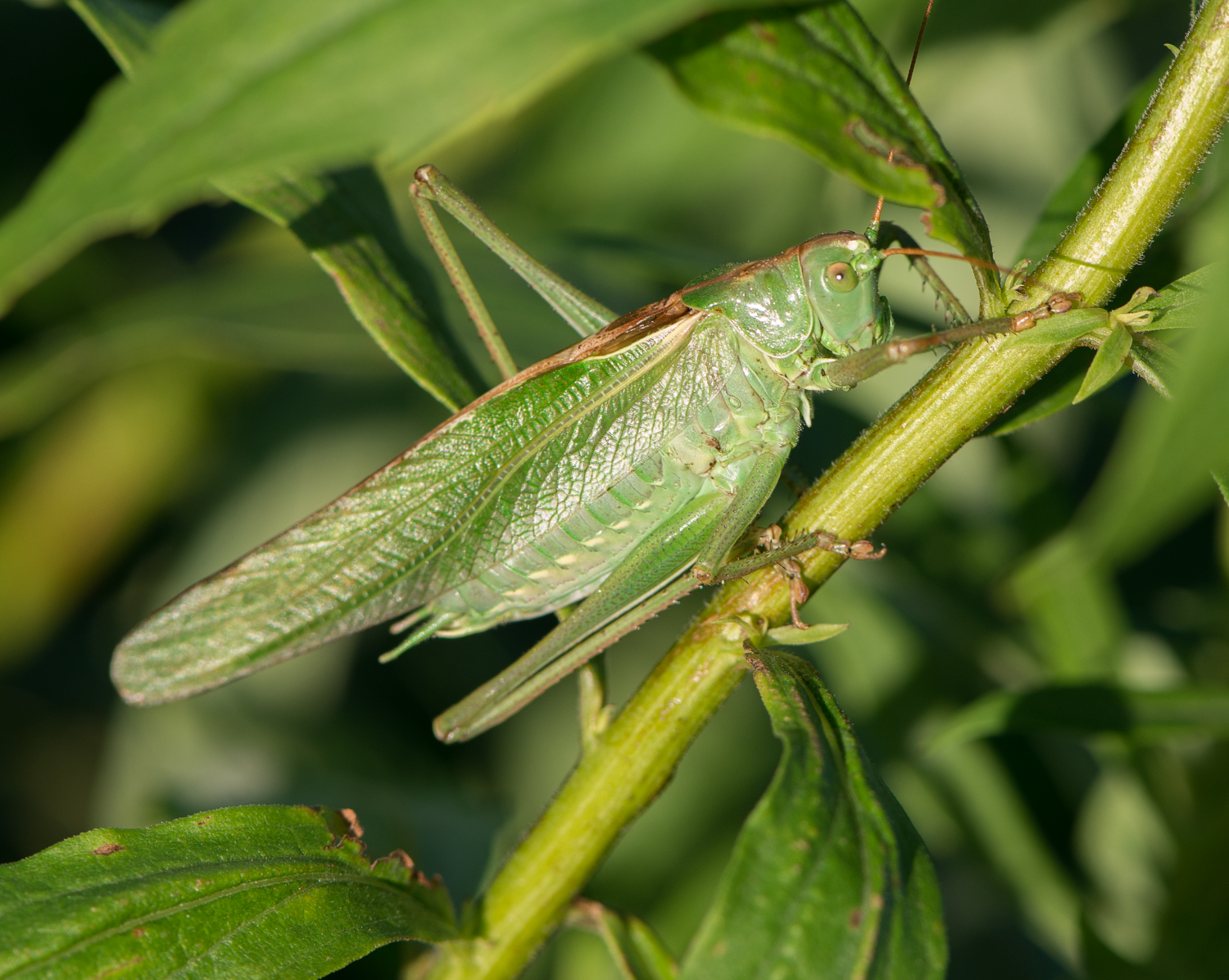 : Tettigonia viridissima.