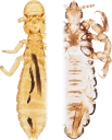 : Phthiraptera.