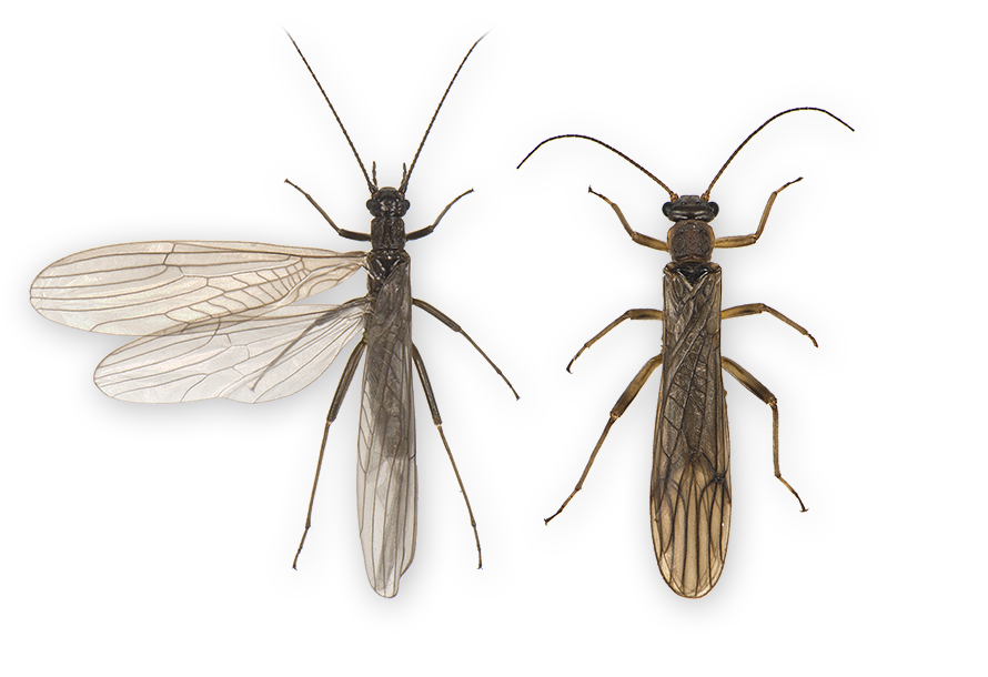 : Plecoptera.