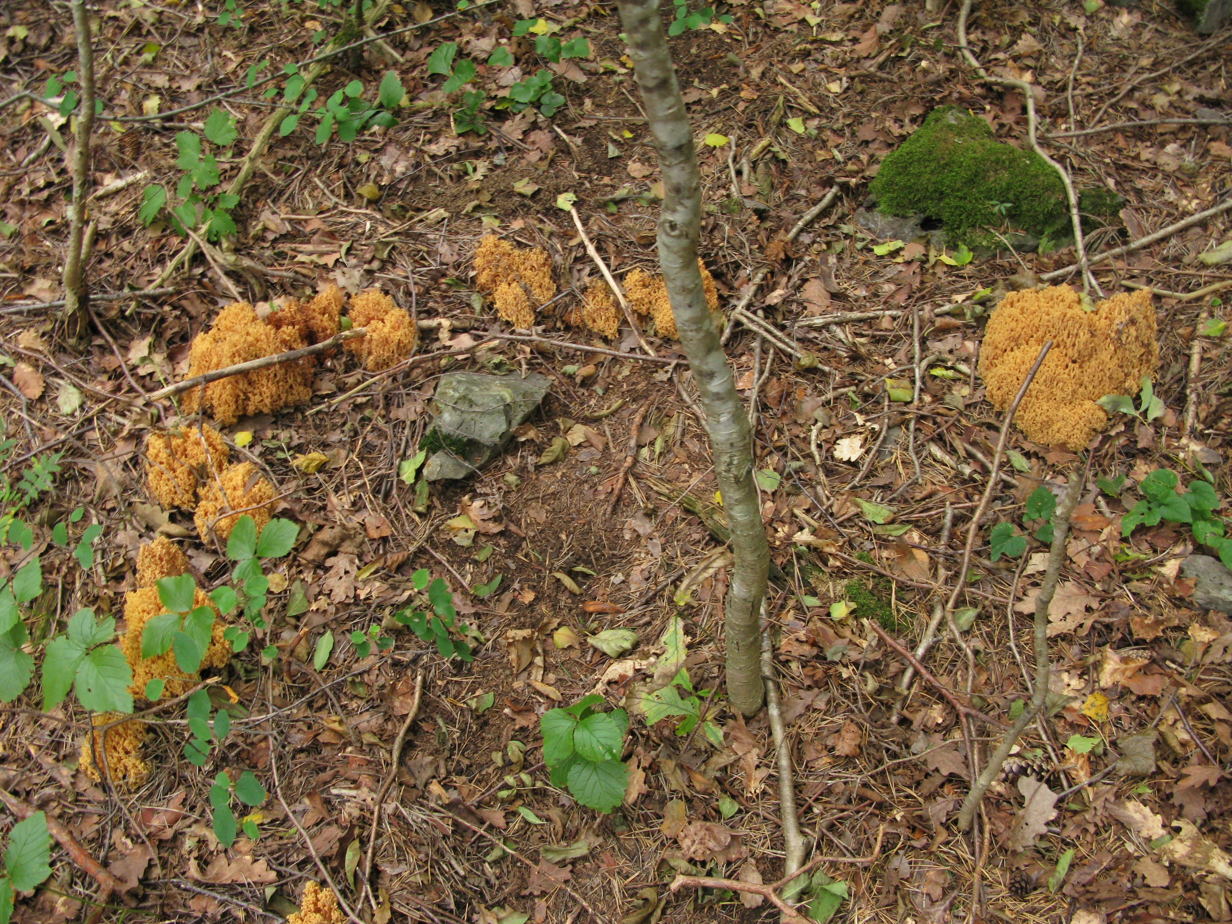 : Ramaria flavescens.