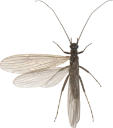 : Leuctra fusca.