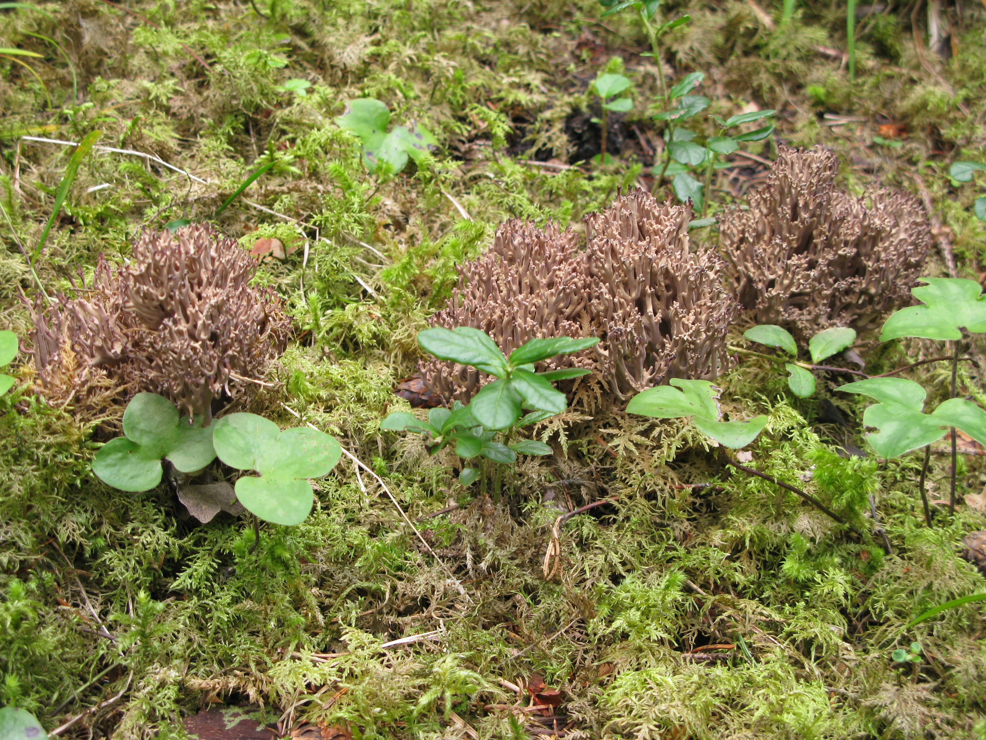 : Ramaria fennica.