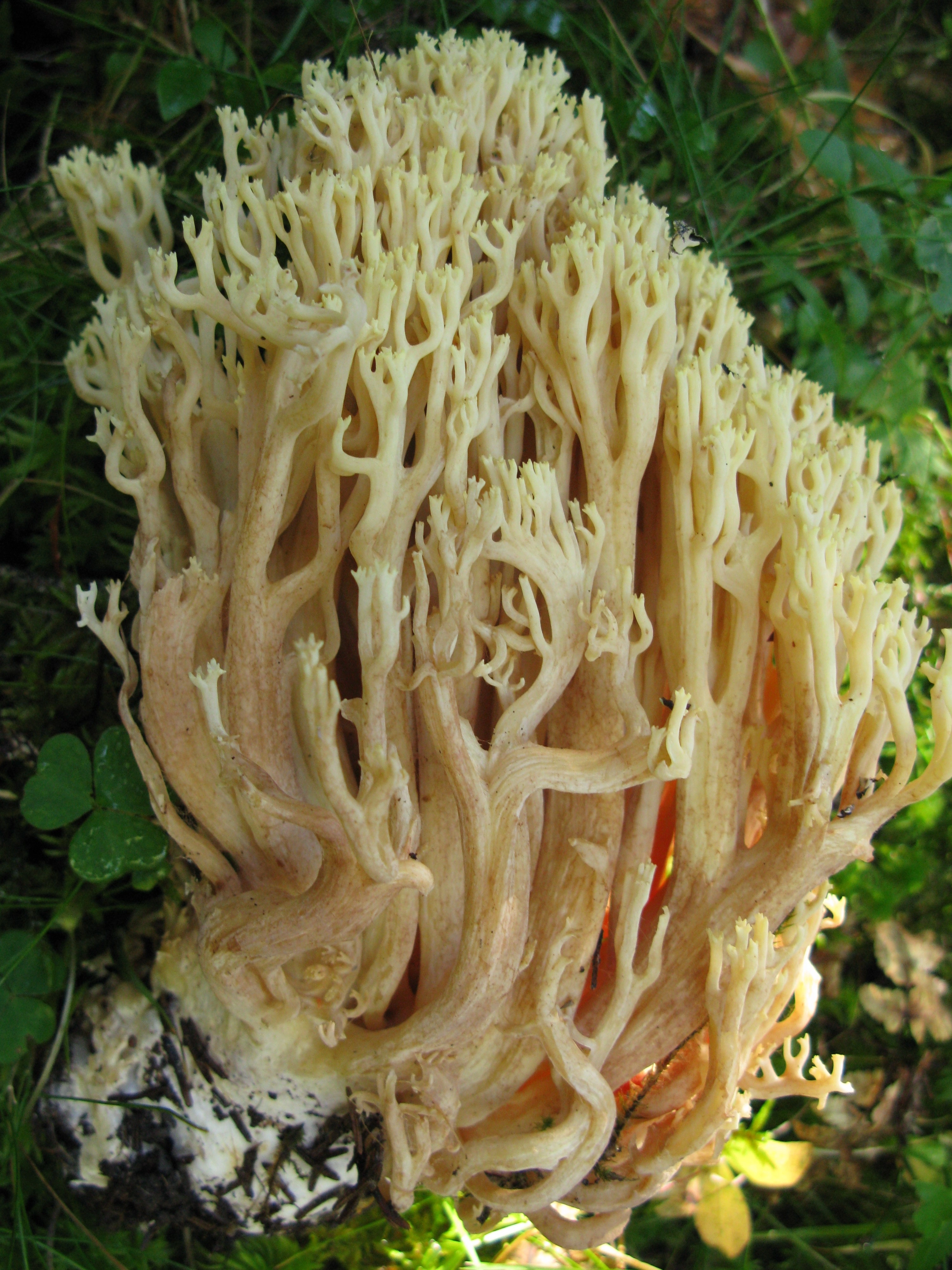 : Ramaria gypsea. : Ramaria gypsea.