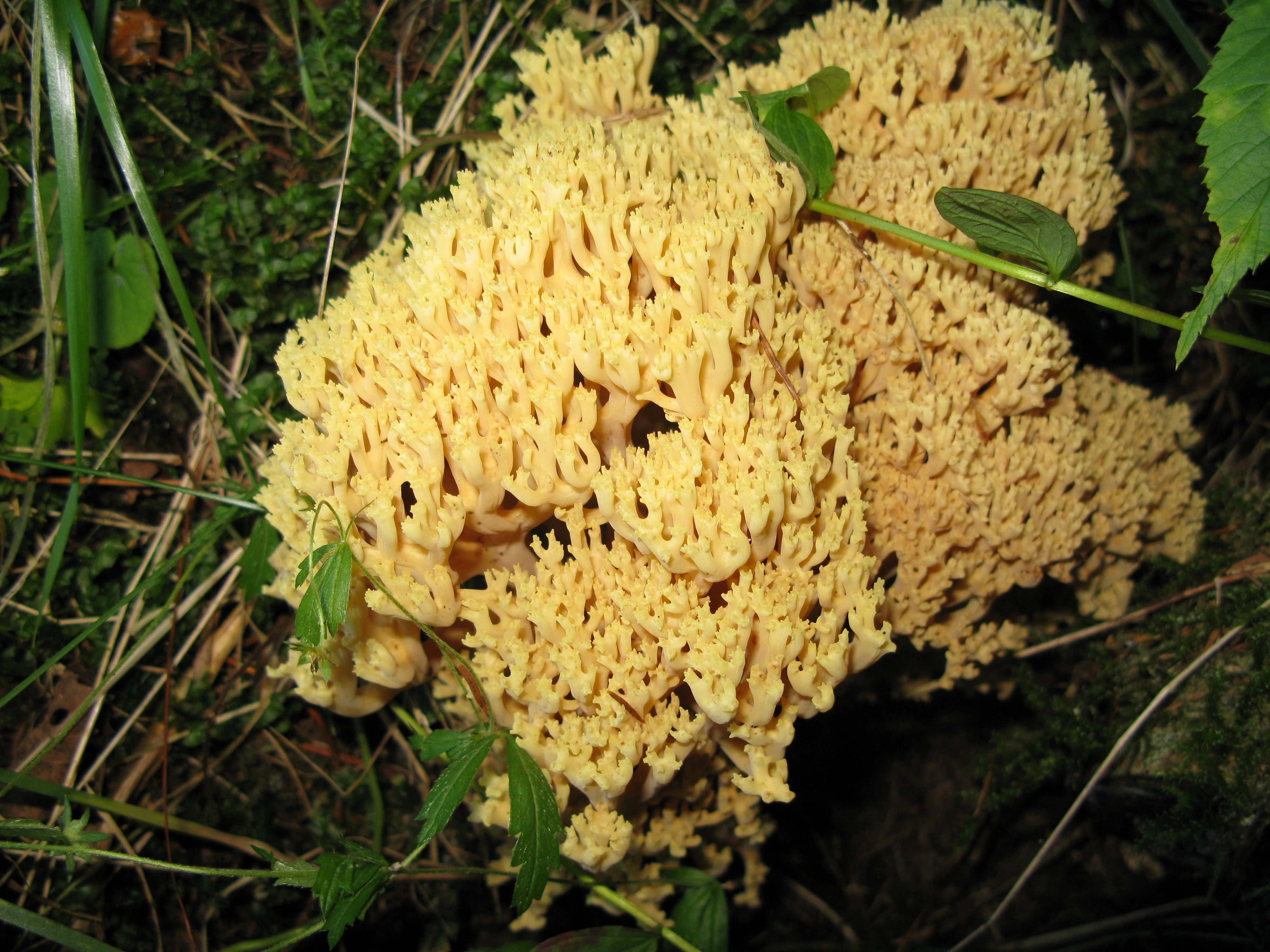 : Ramaria gypsea.