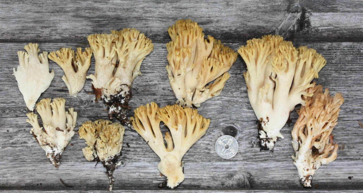 : Ramaria safraniolens.