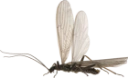 : Leuctra fusca.