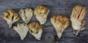 : Ramaria safraniolens.