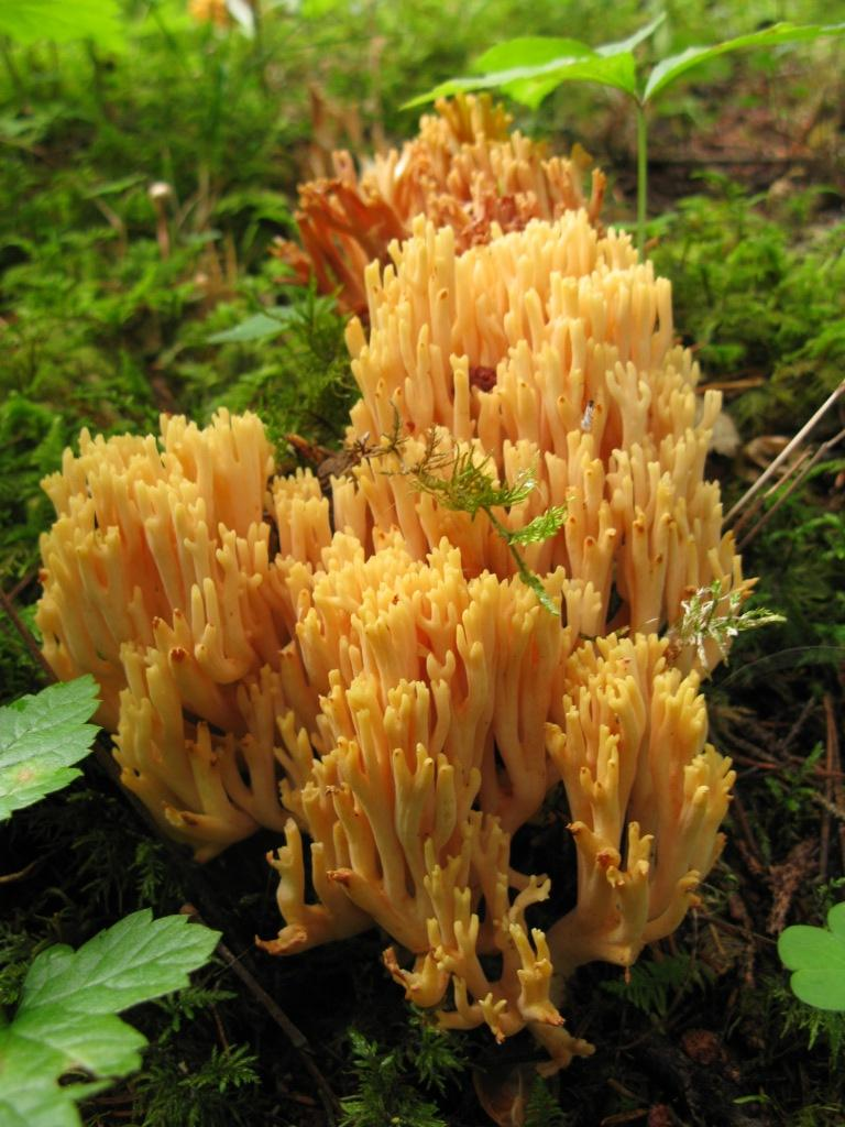 : Ramaria safraniolens.