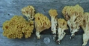 : Ramaria eosanguinea.