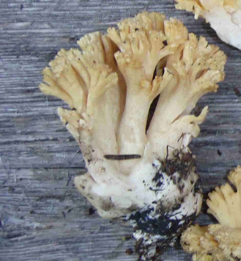 : Ramaria eosanguinea.