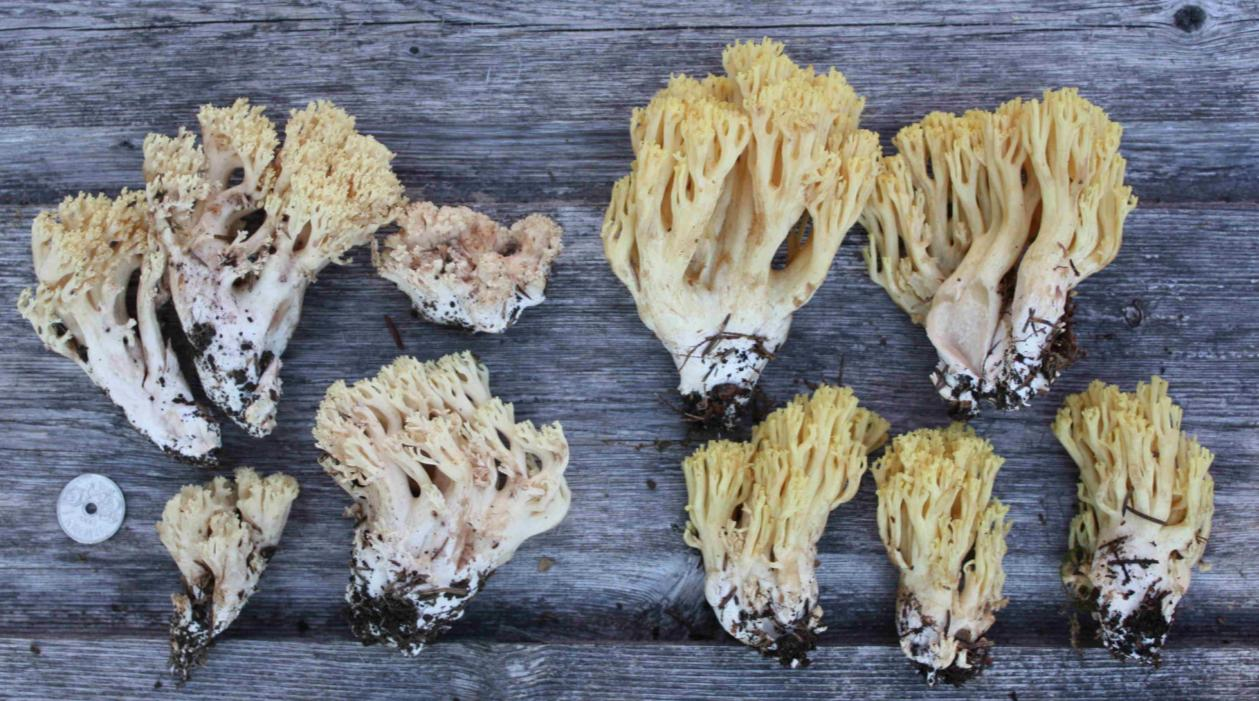 : Ramaria gypsea.