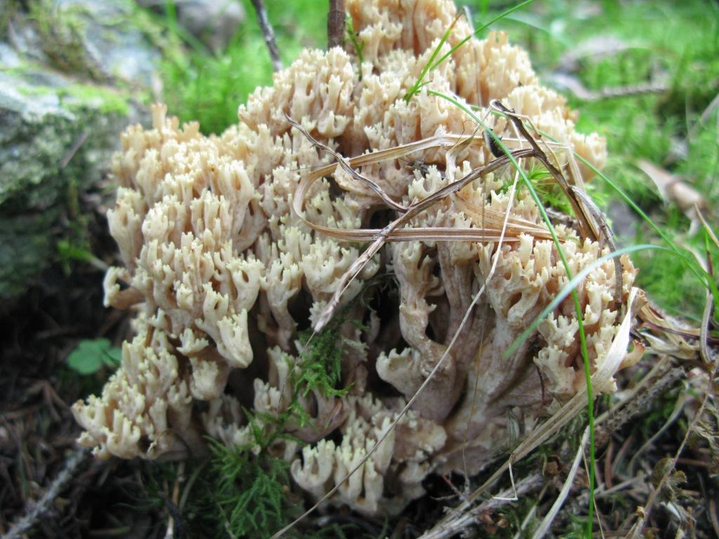 : Ramaria gypsea.