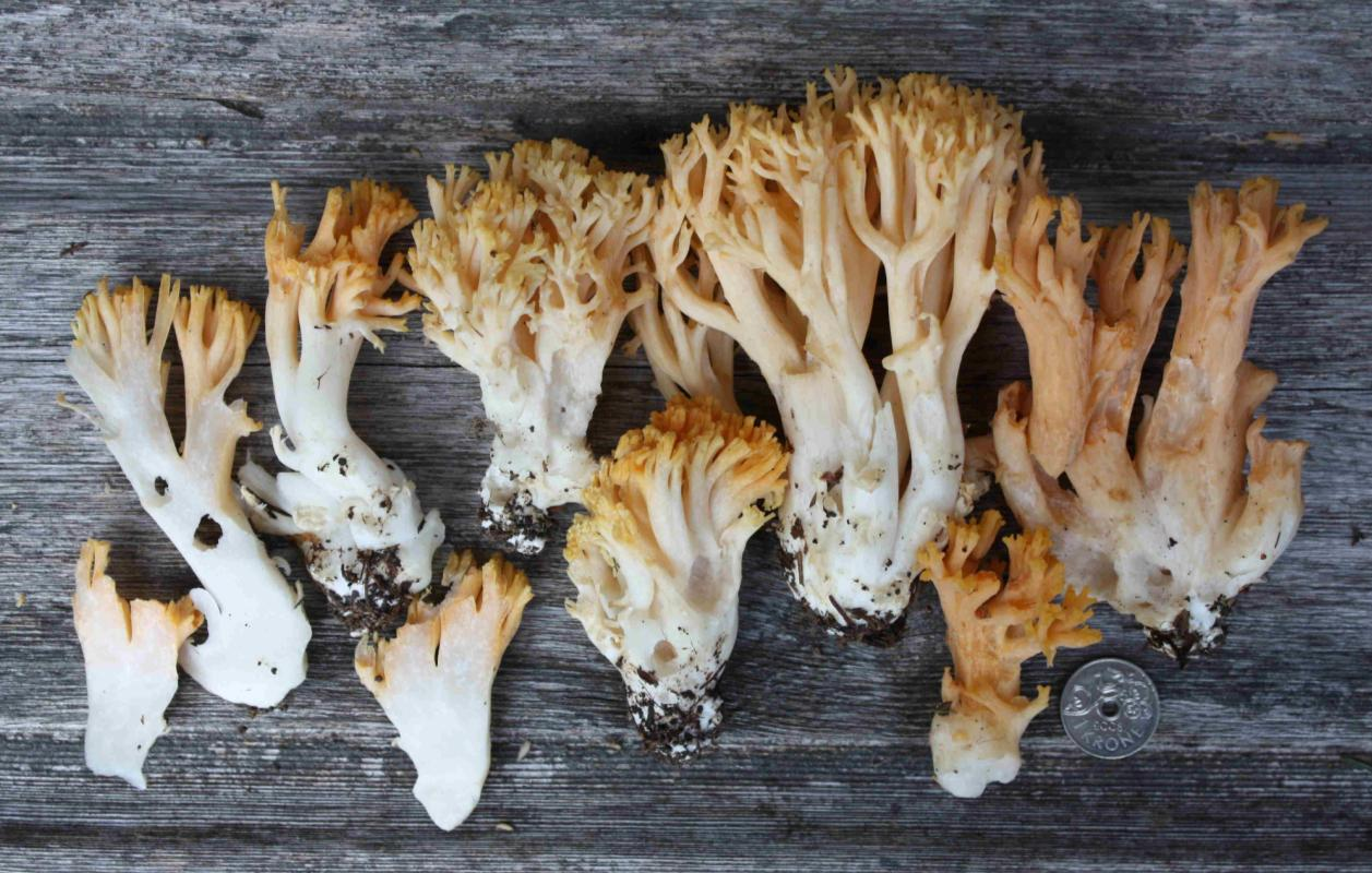 : Ramaria neoformosa.