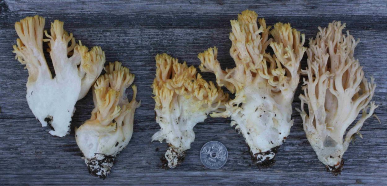 : Ramaria neoformosa.