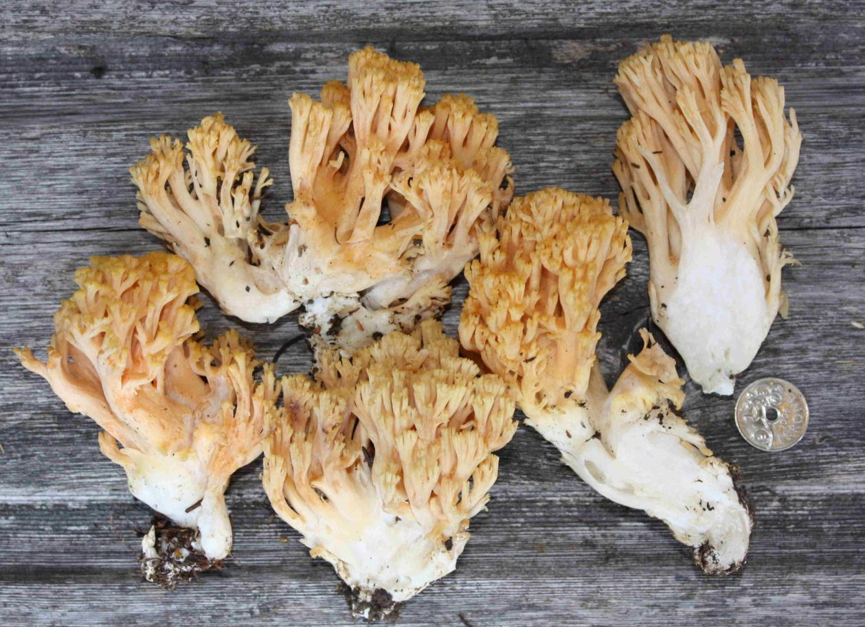 : Ramaria neoformosa.