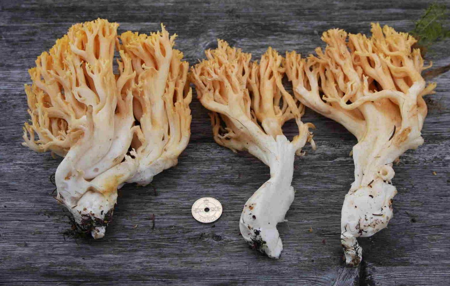 : Ramaria neoformosa.