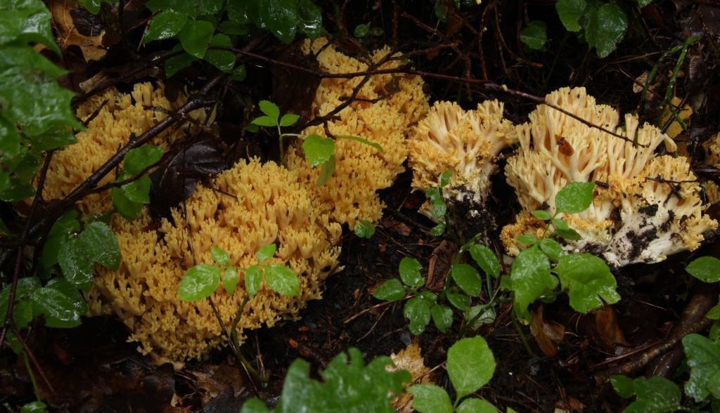 : Ramaria lutea.